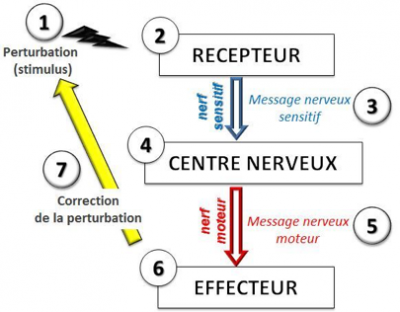 Message-nerveux