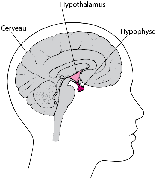 Hypothalamus