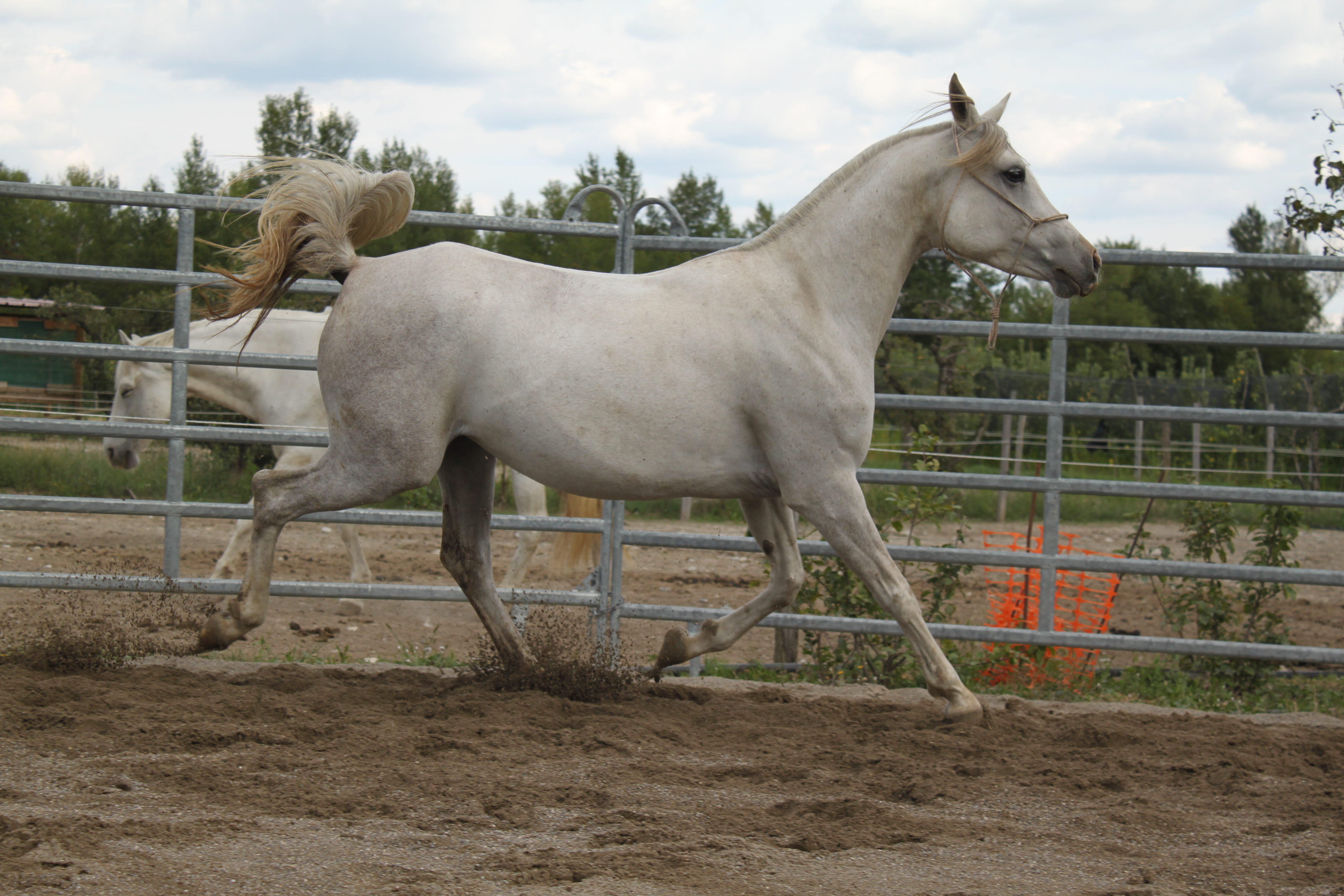 Bassora aout 2015 22 