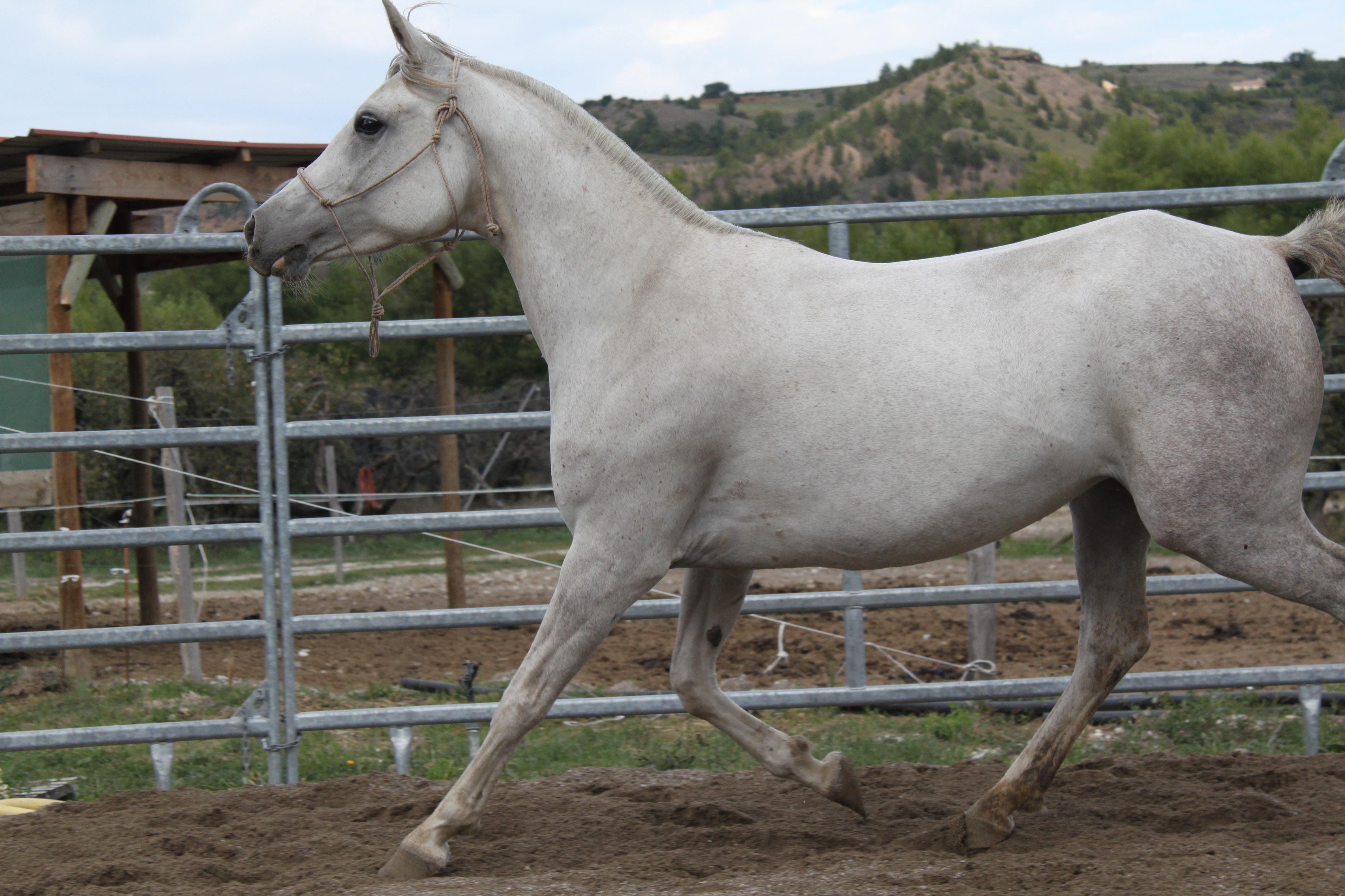 Bassora aout 2015 13 