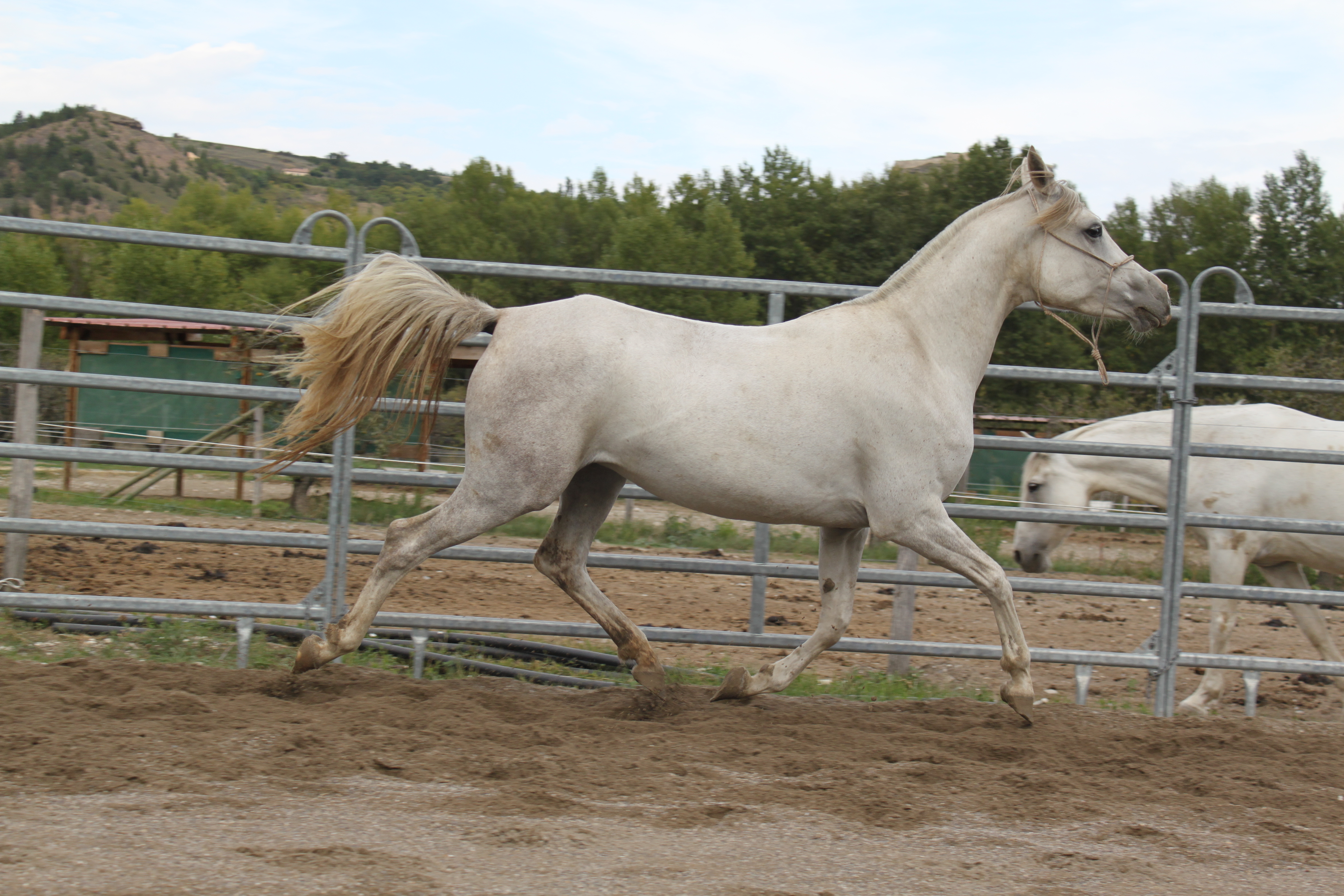 Bassora aout 2015 20 