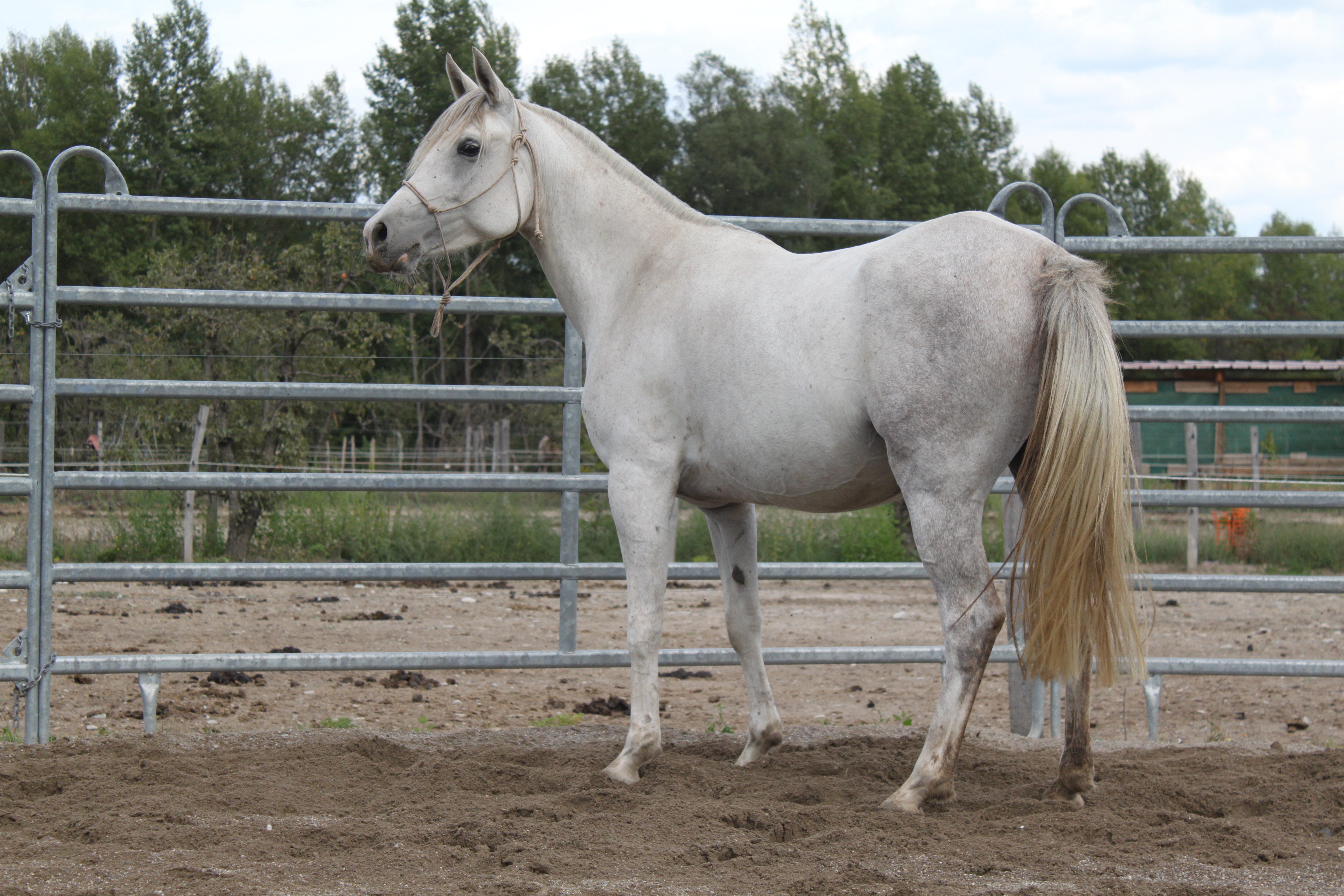 Bassora aout 2015 27 