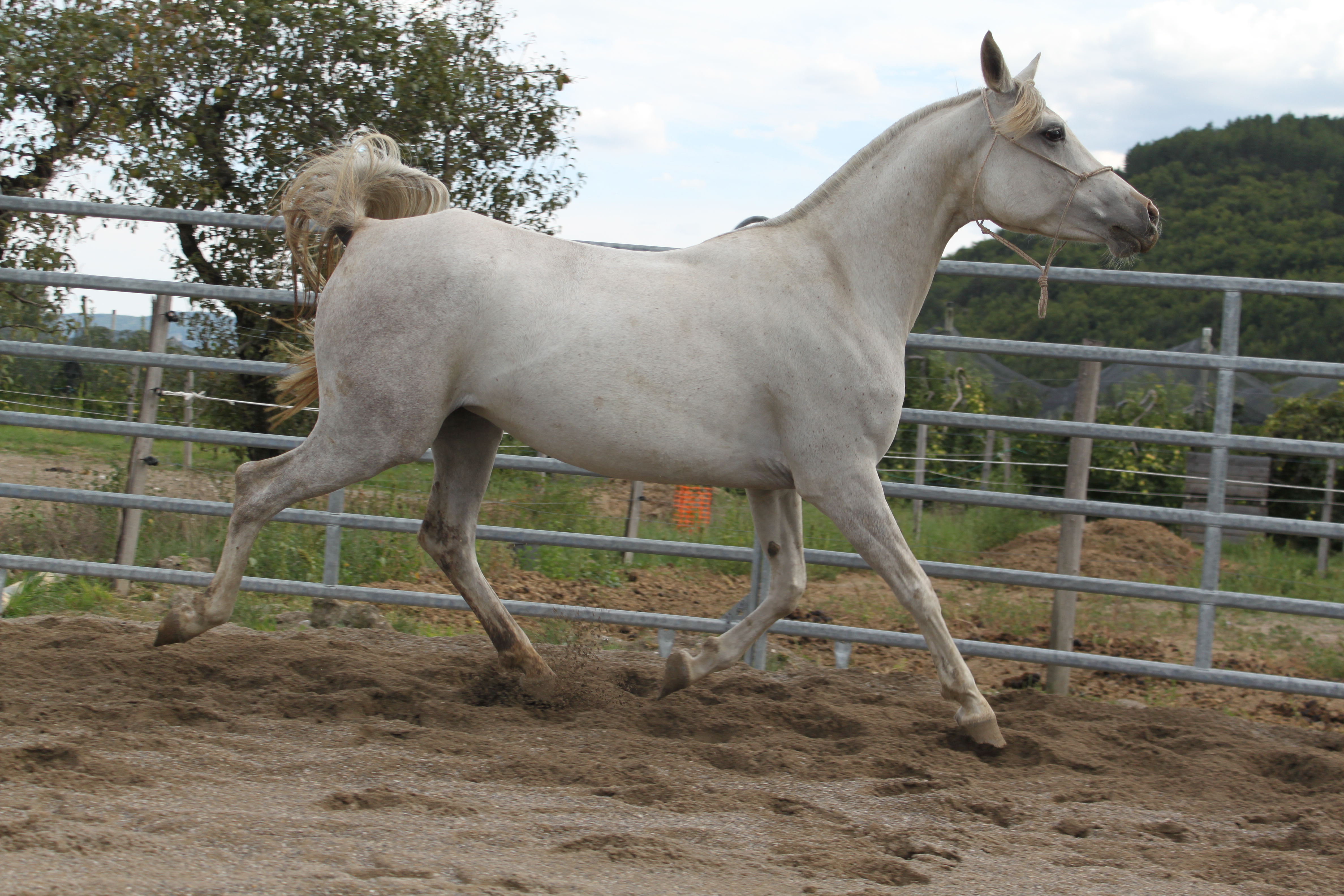 Bassora aout 2015 28 