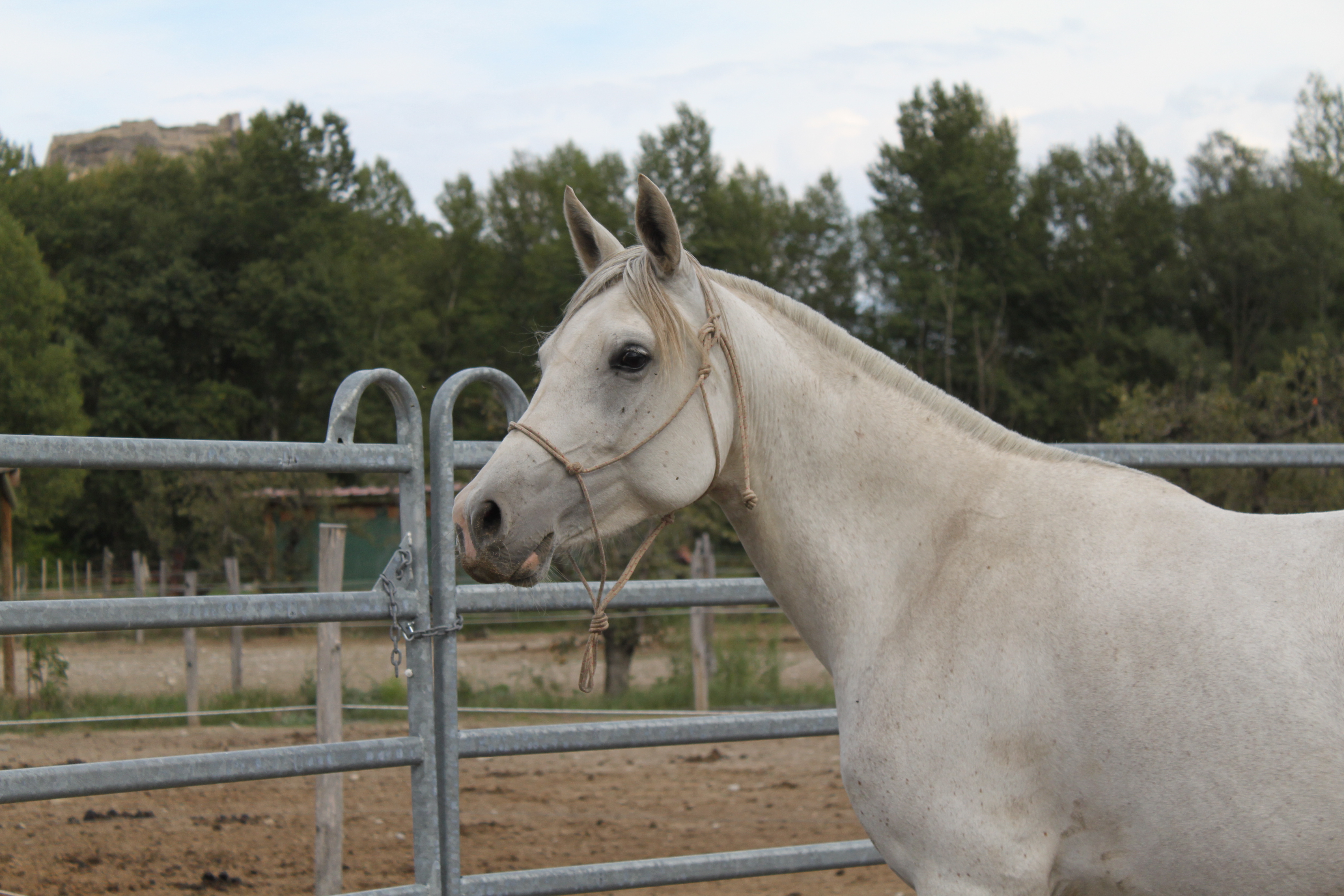 Bassora aout 2015 29 