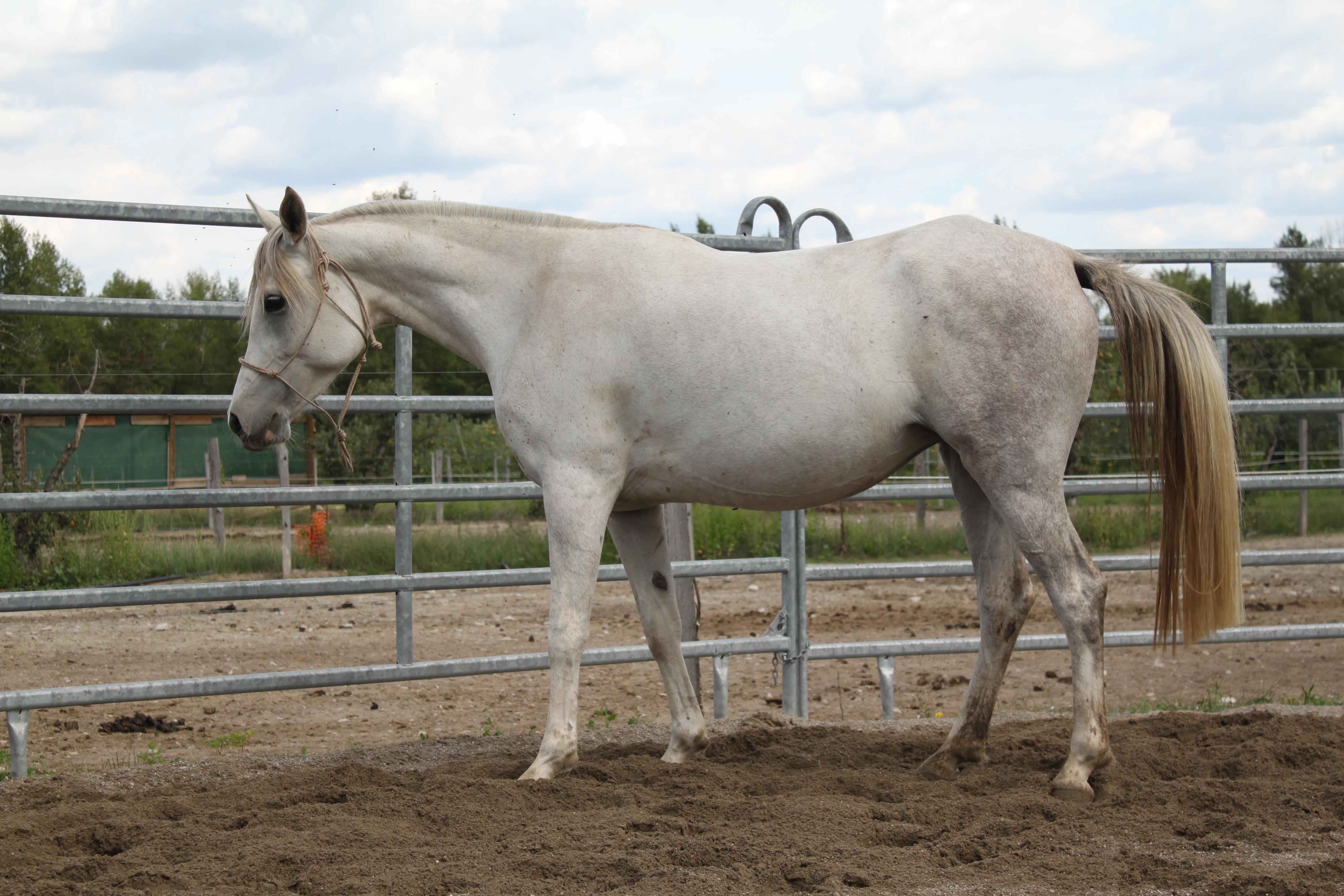 Bassora aout 2015 34 