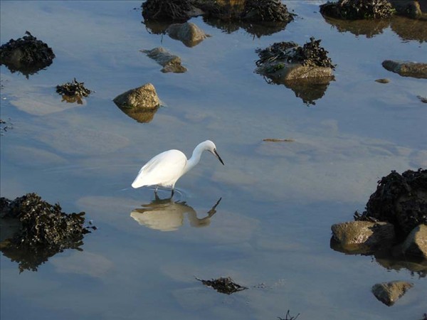 Aigrette garzette