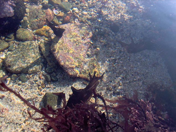 Aplysie aplysia punctata