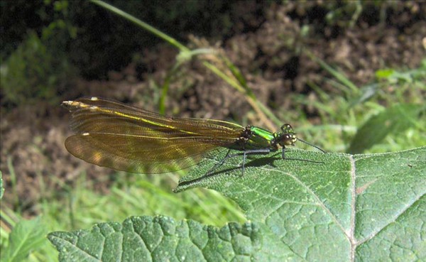 Calopterix virgo femelle