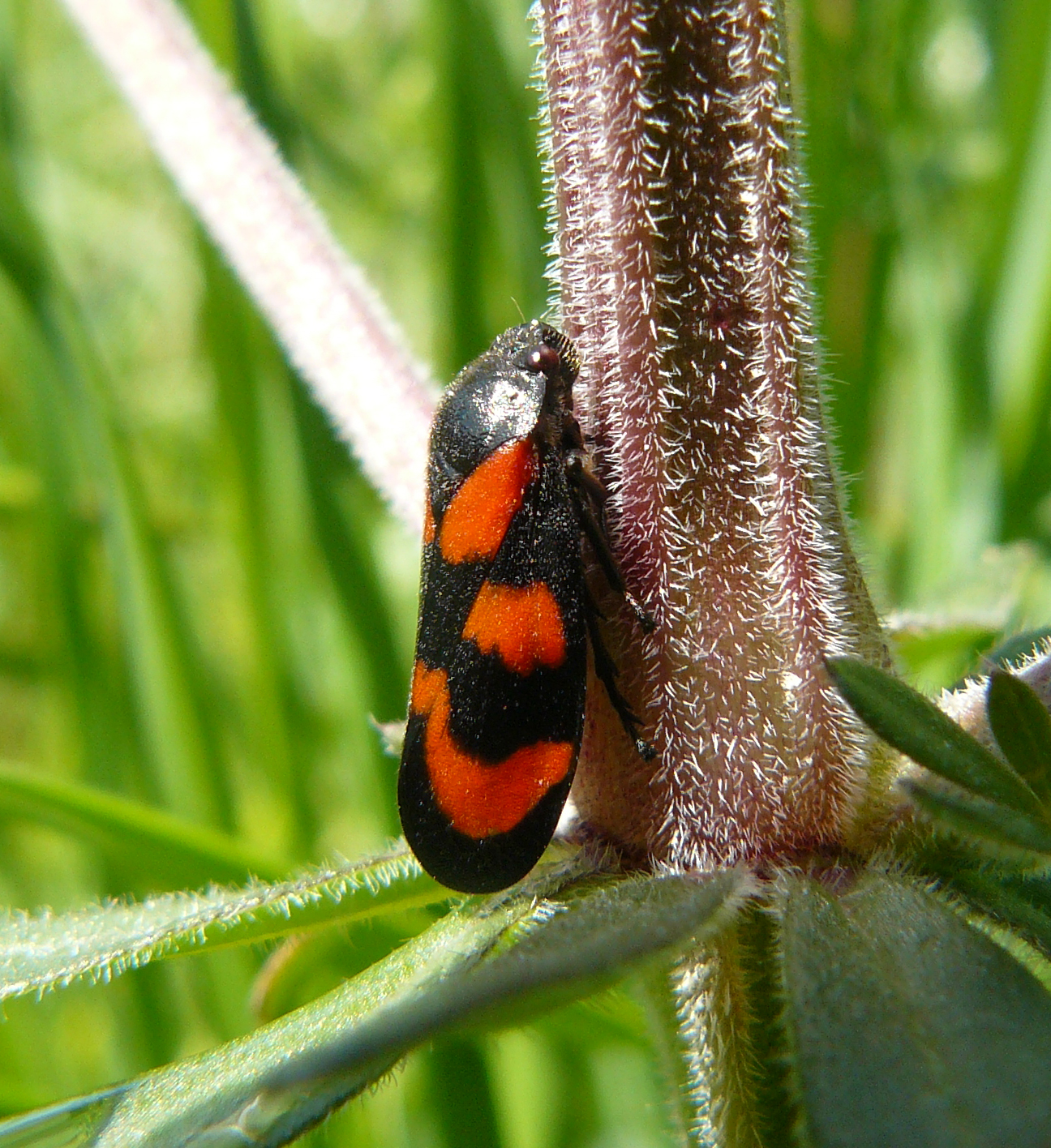 Cercope sanguinolant