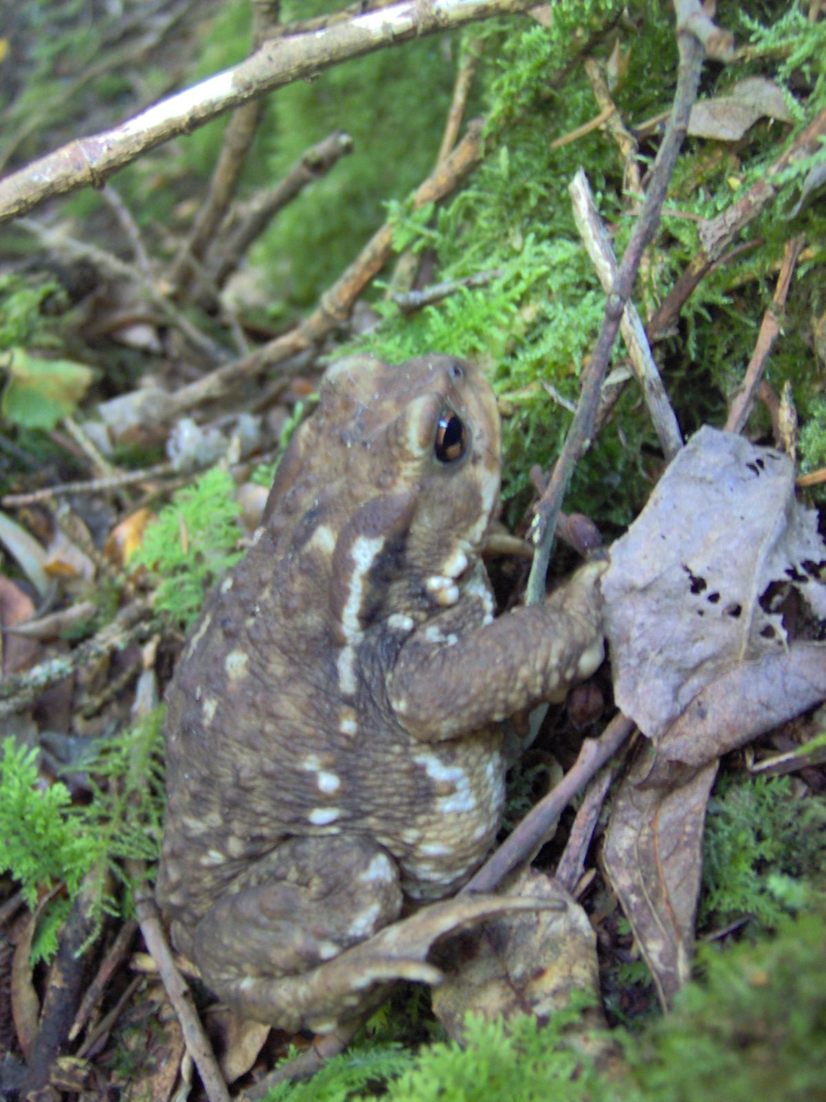 Crapaud commun