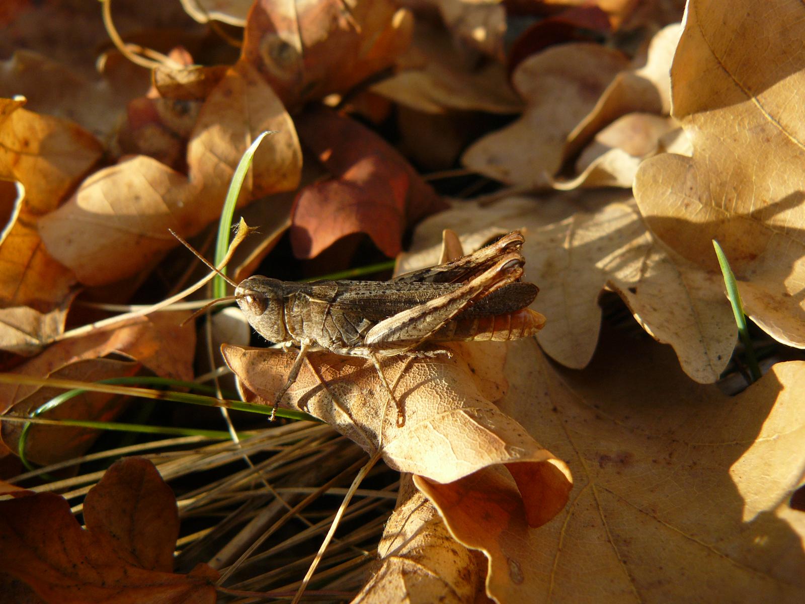 Criquet dans ses feuilles