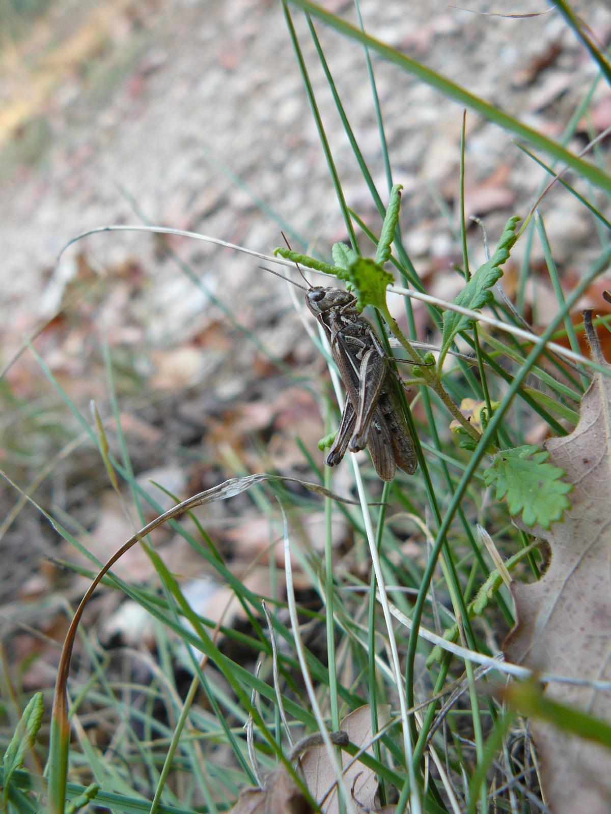 Criquet sur feuille