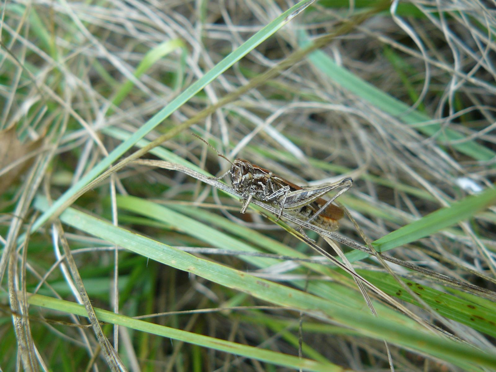 Criquet sur tige seche