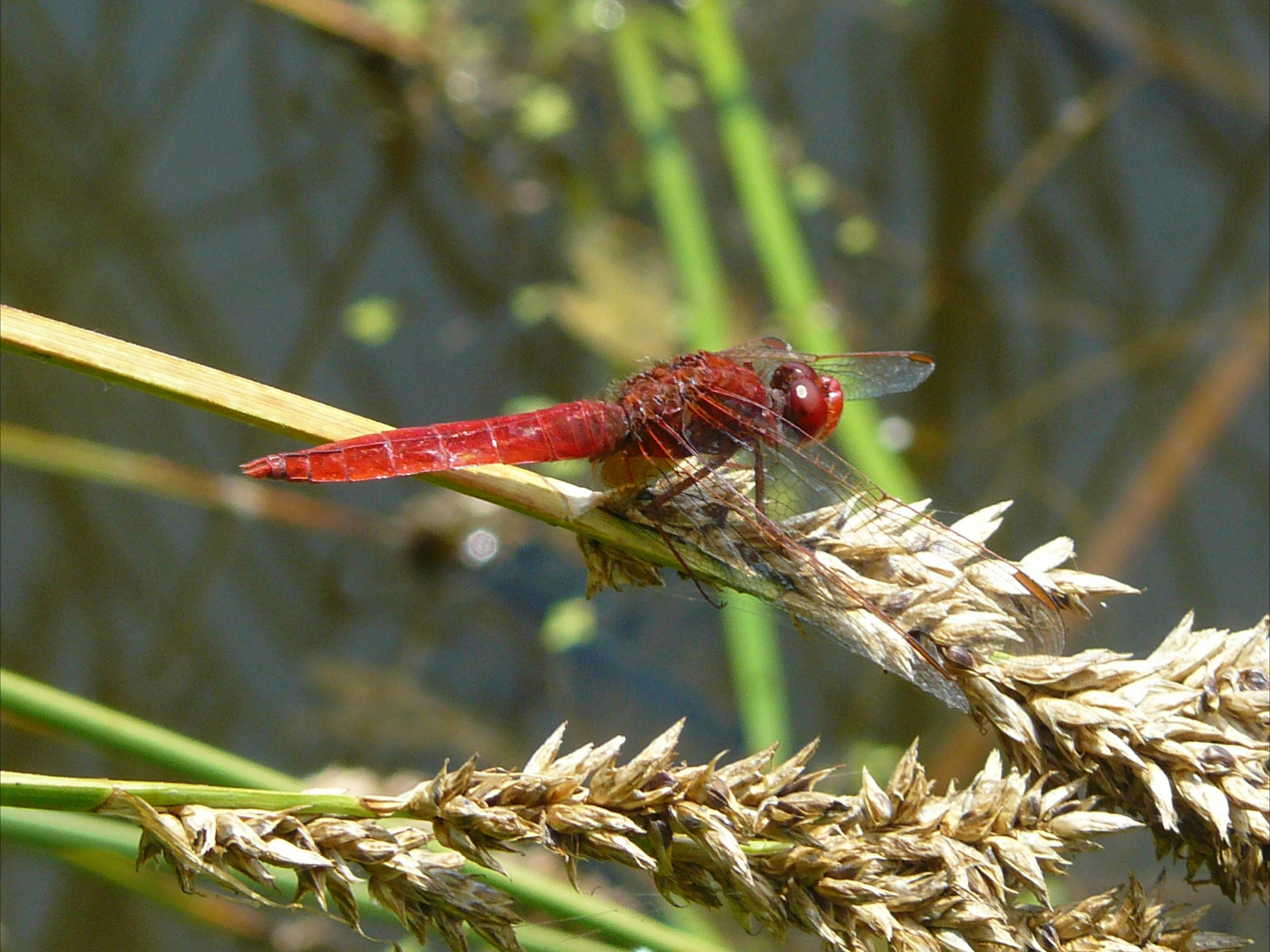 Crocothemis