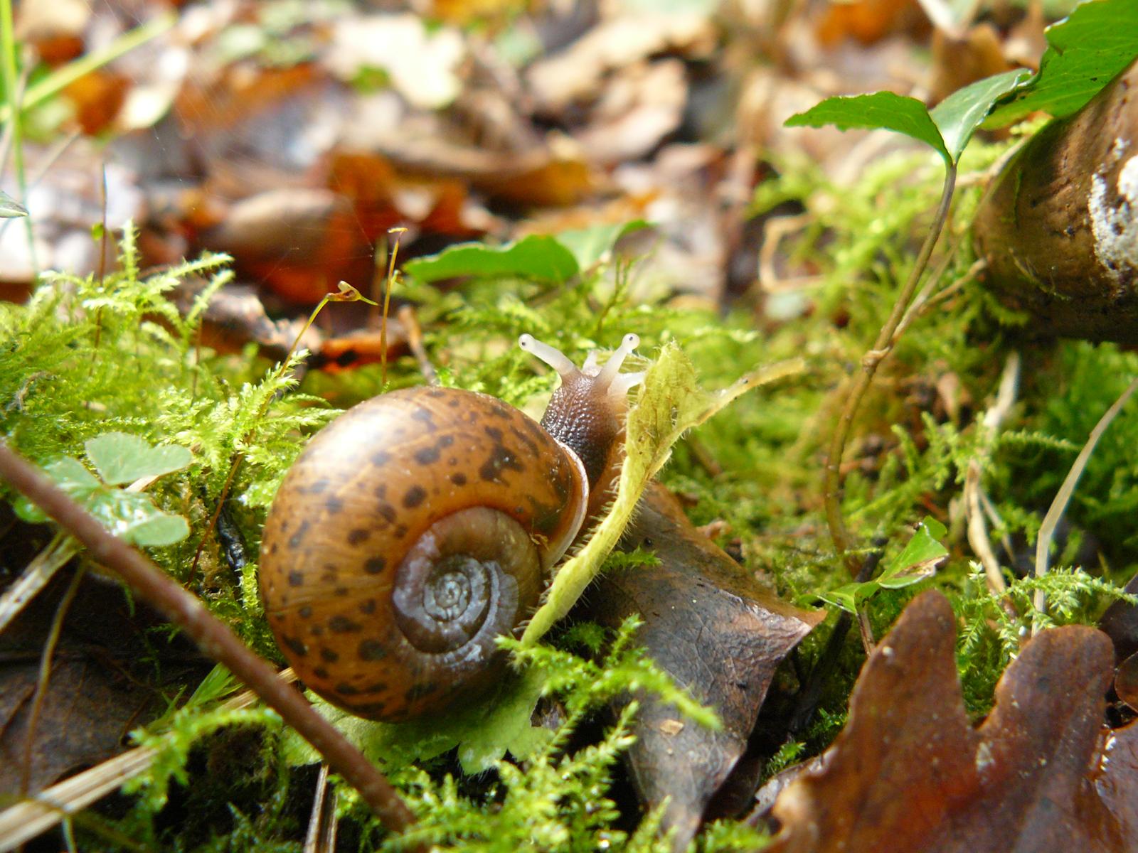 Escargot de quimper 2