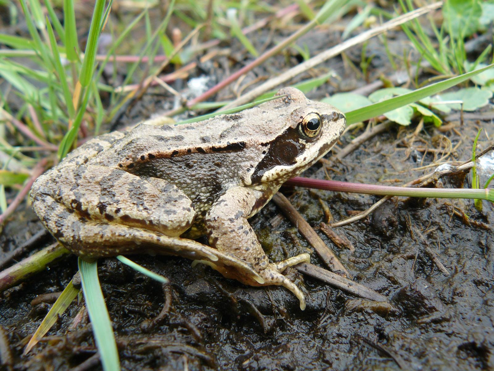 Grenouille agile detail