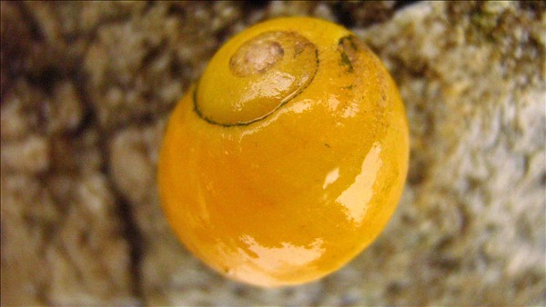 Littorine