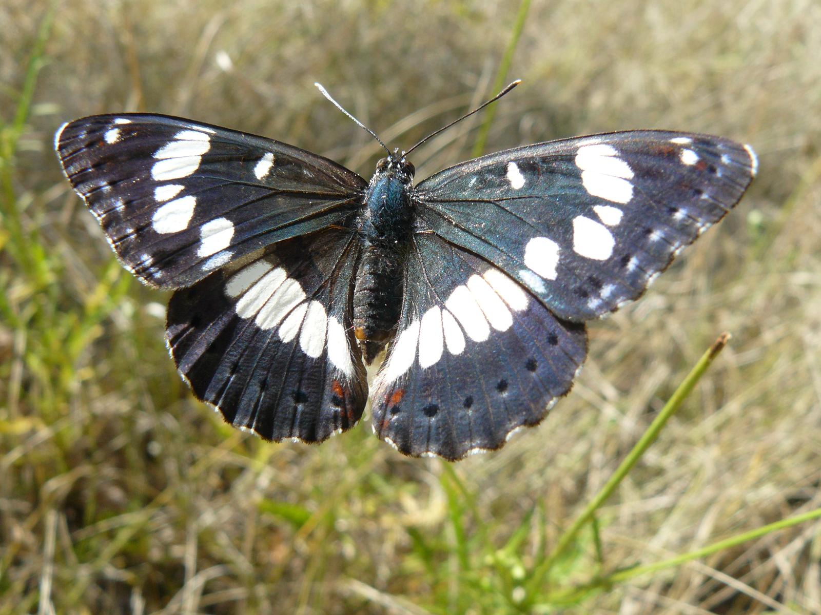 Papillon mas de lavencat 2