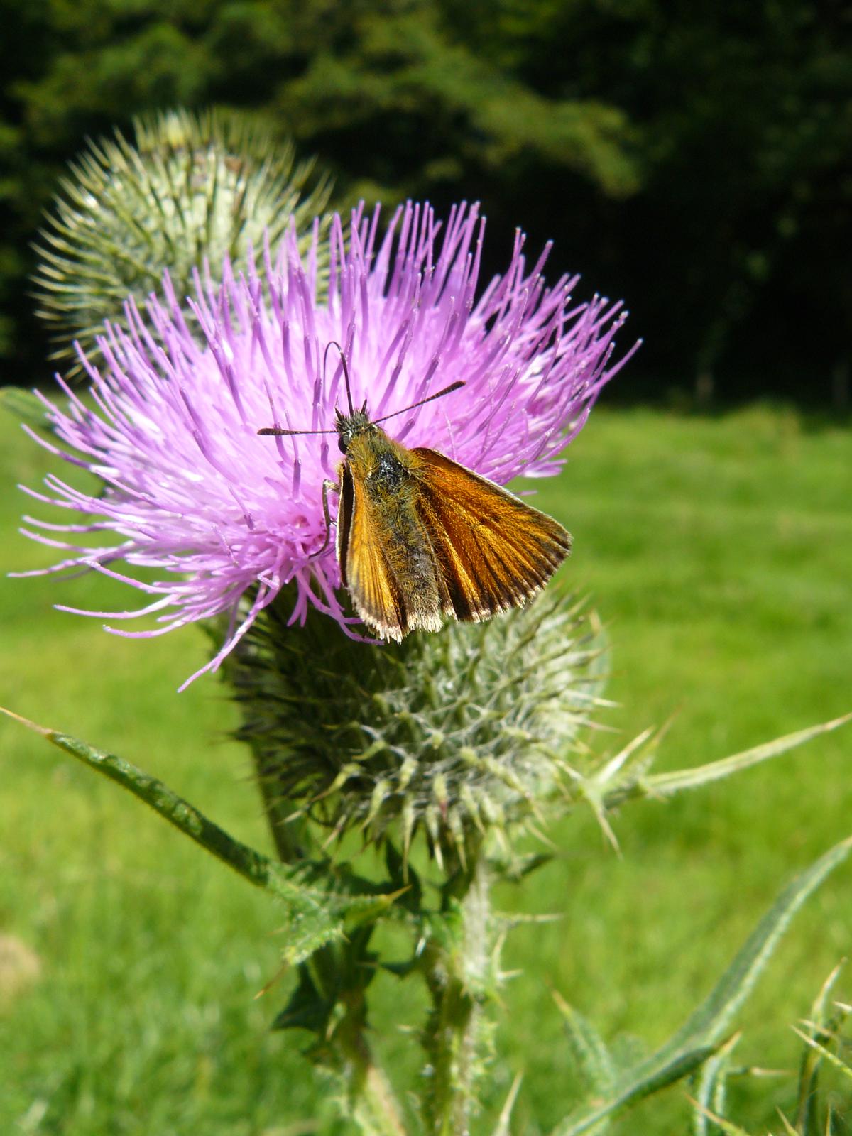 Papillon sur cirse