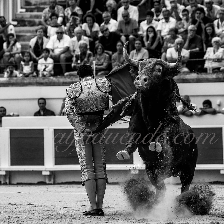 Alfaduende p58a1880 beziers 06 copie