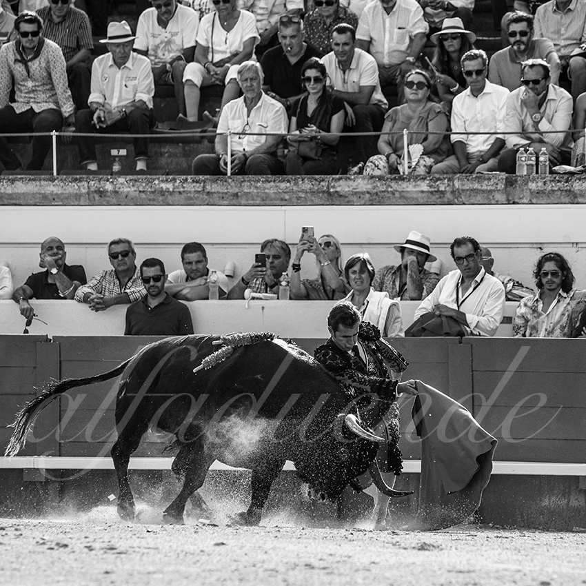 20210814 beziers alfaduende 002 fd