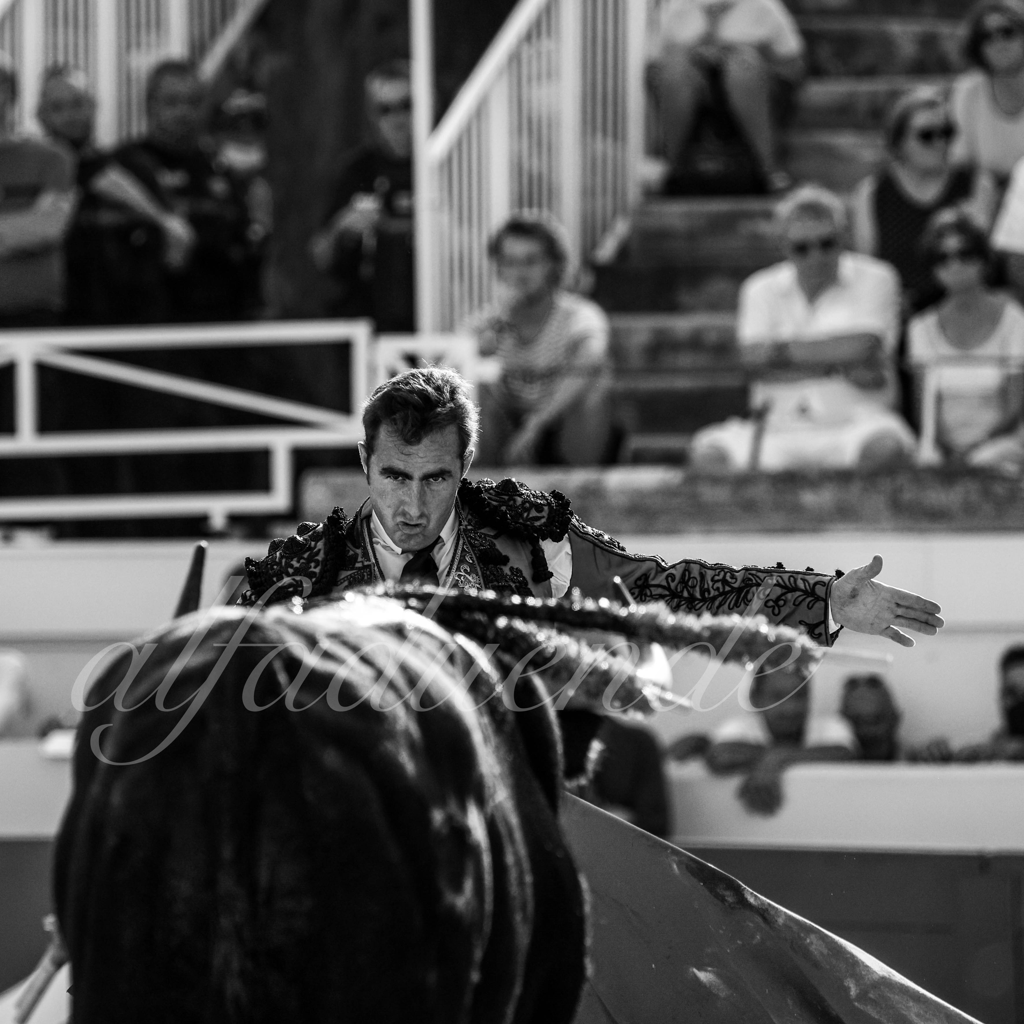 20210814 beziers alfaduende 004 fd