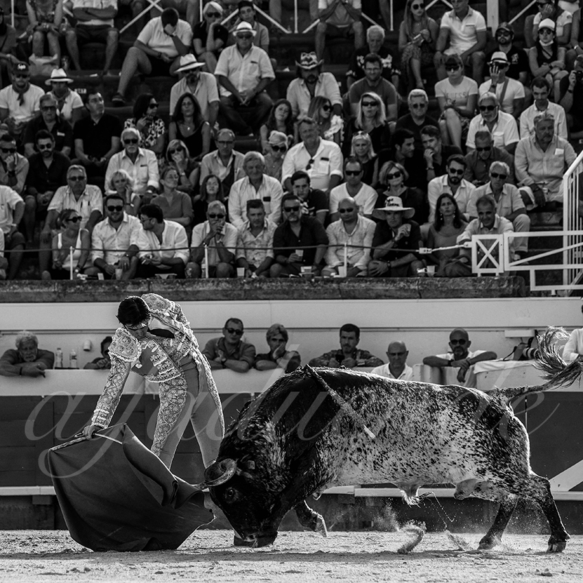 20210814 beziers alfaduende 006 fd