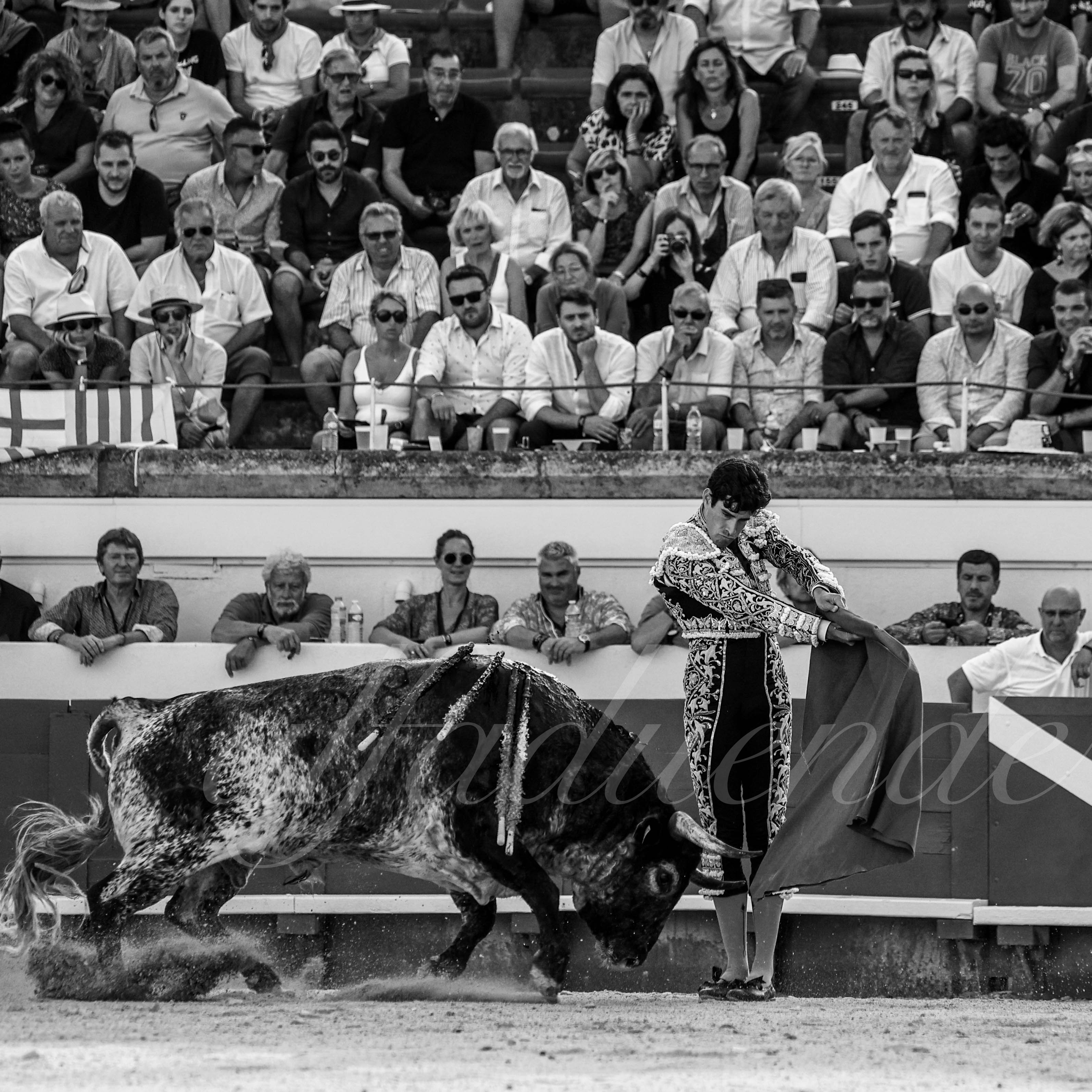 20210814 beziers alfaduende 008 fd