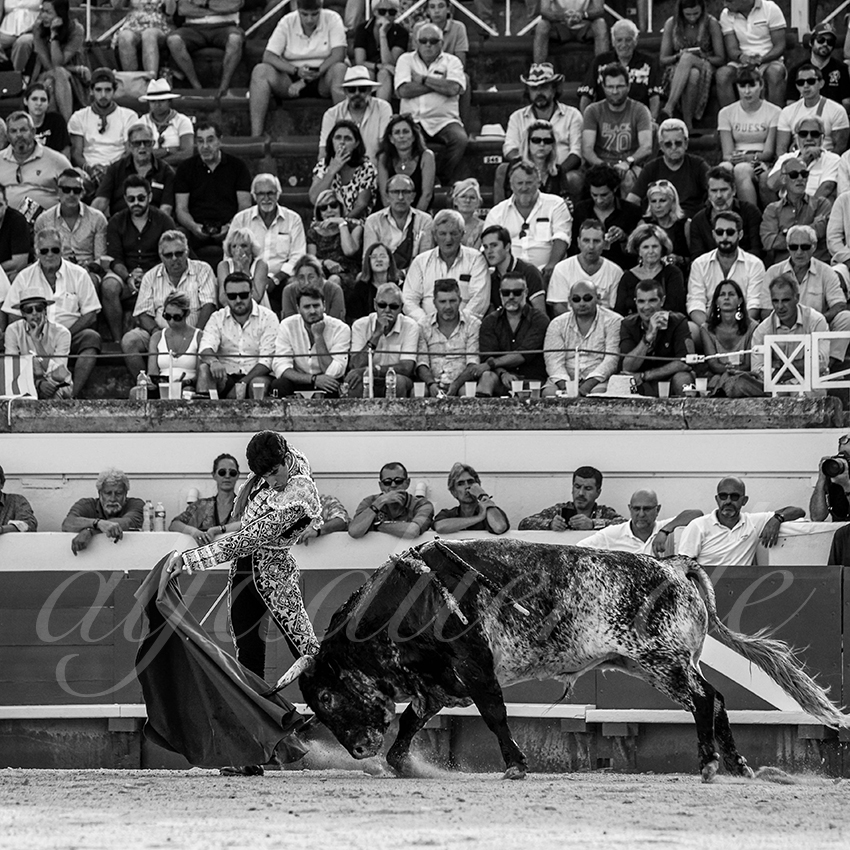 20210814 beziers alfaduende 010 fd