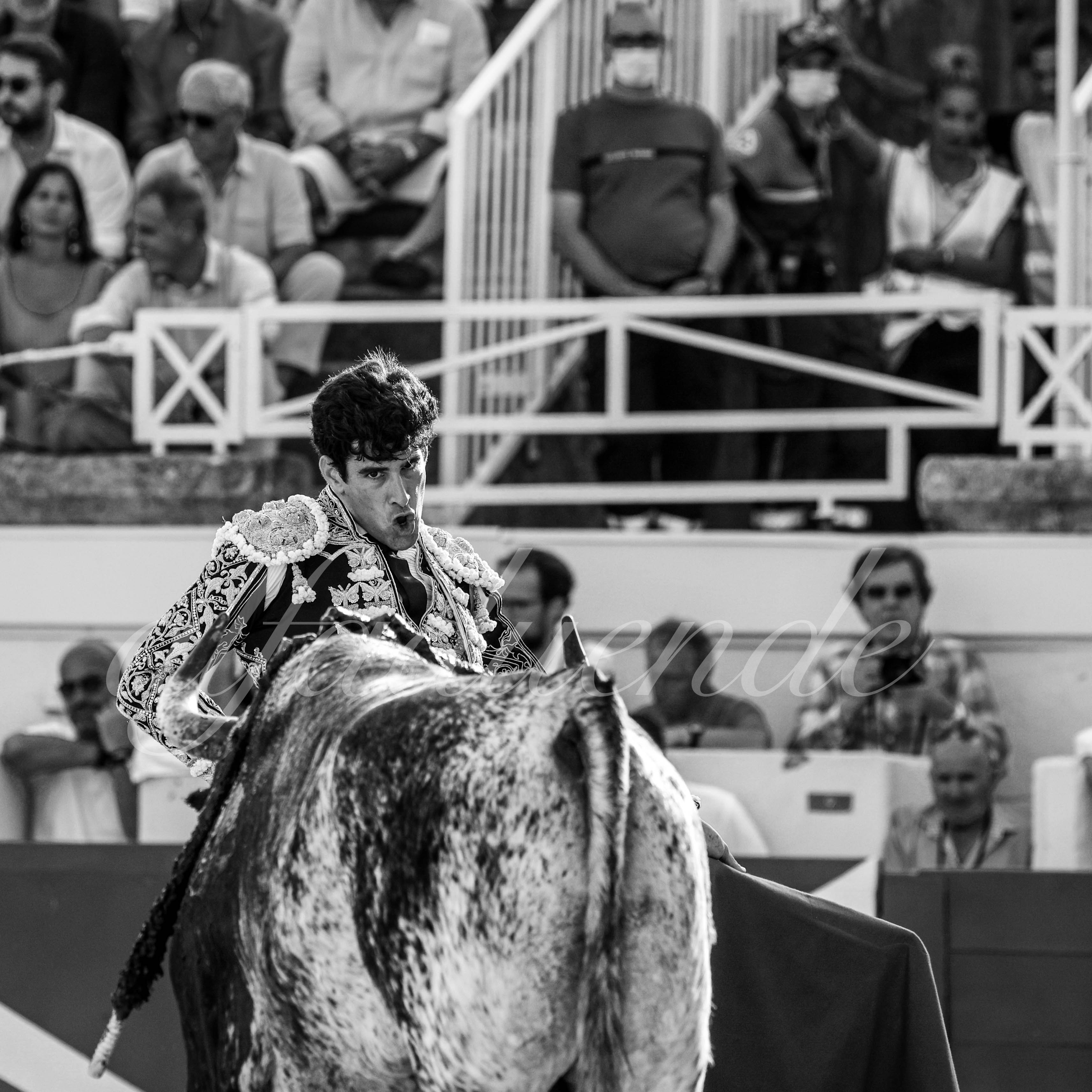 20210814 beziers alfaduende 012 fd