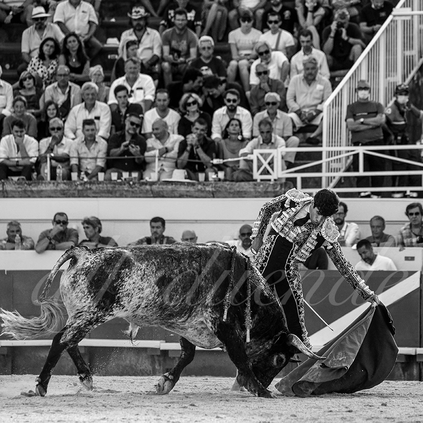 20210814 beziers alfaduende 013 fd