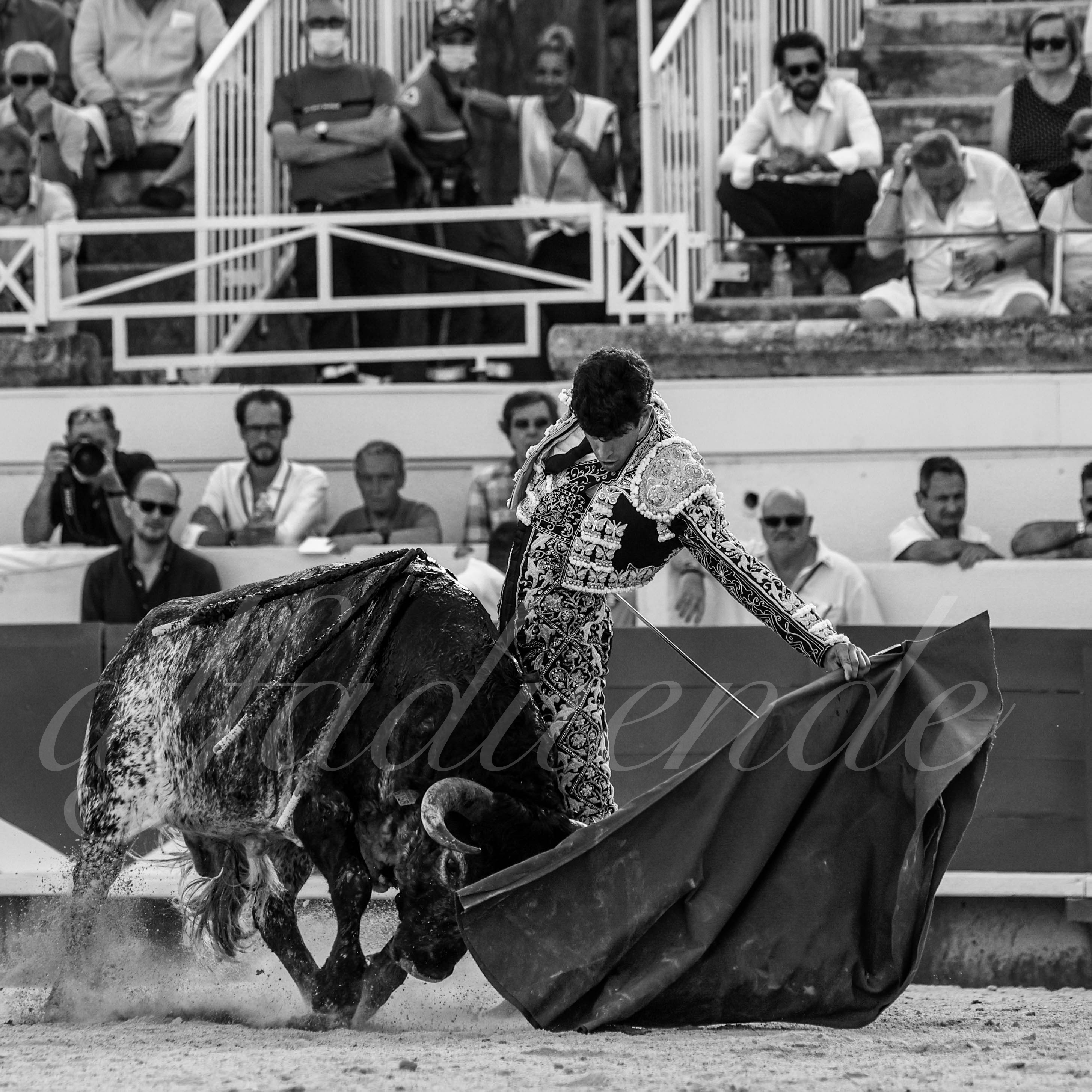 20210814 beziers alfaduende 014 fd