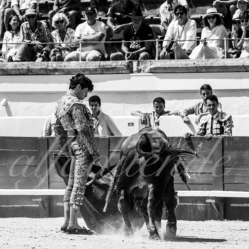 20210814 novillada beziers alfaduende 014 fd