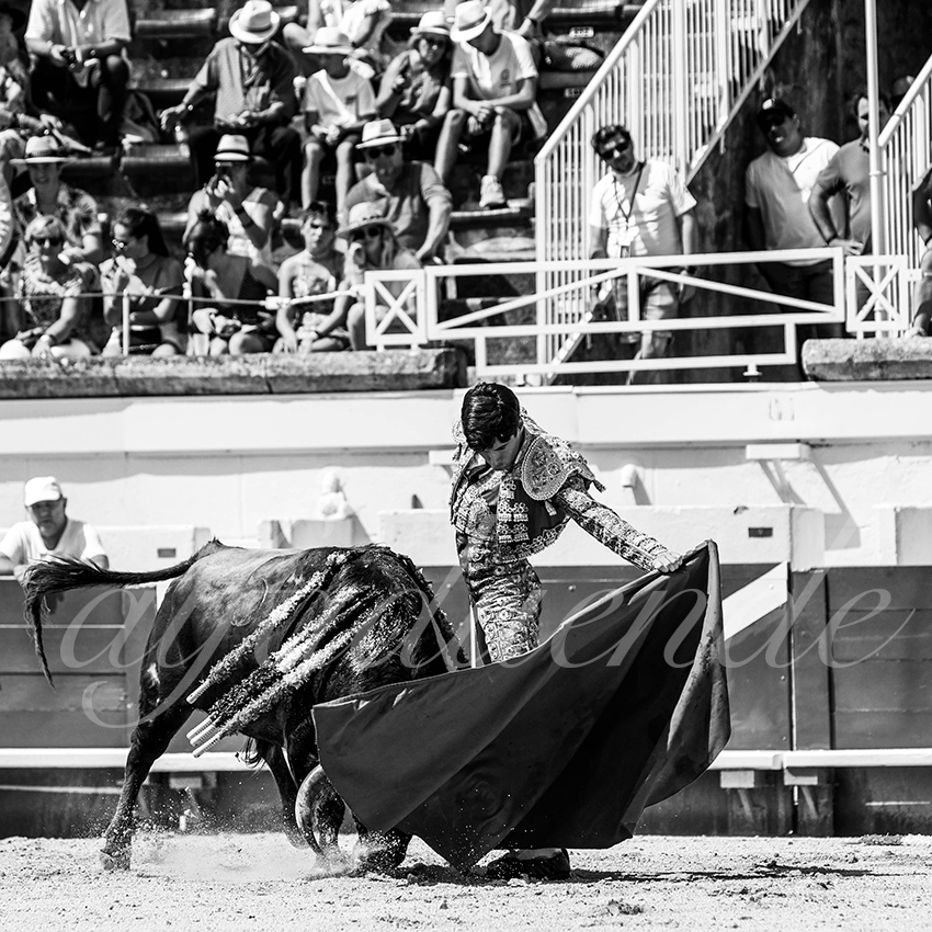 20210814 novillada beziers alfaduende 013 fd