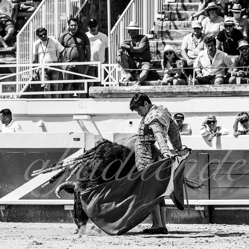 20210814 novillada beziers alfaduende 012 fd