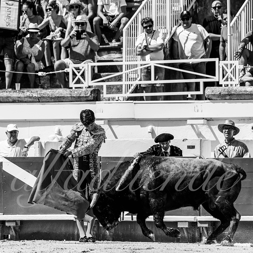 20210814 novillada beziers alfaduende 011 fd