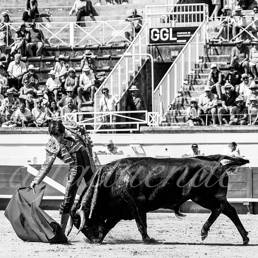 20210814 novillada beziers alfaduende 010 fd