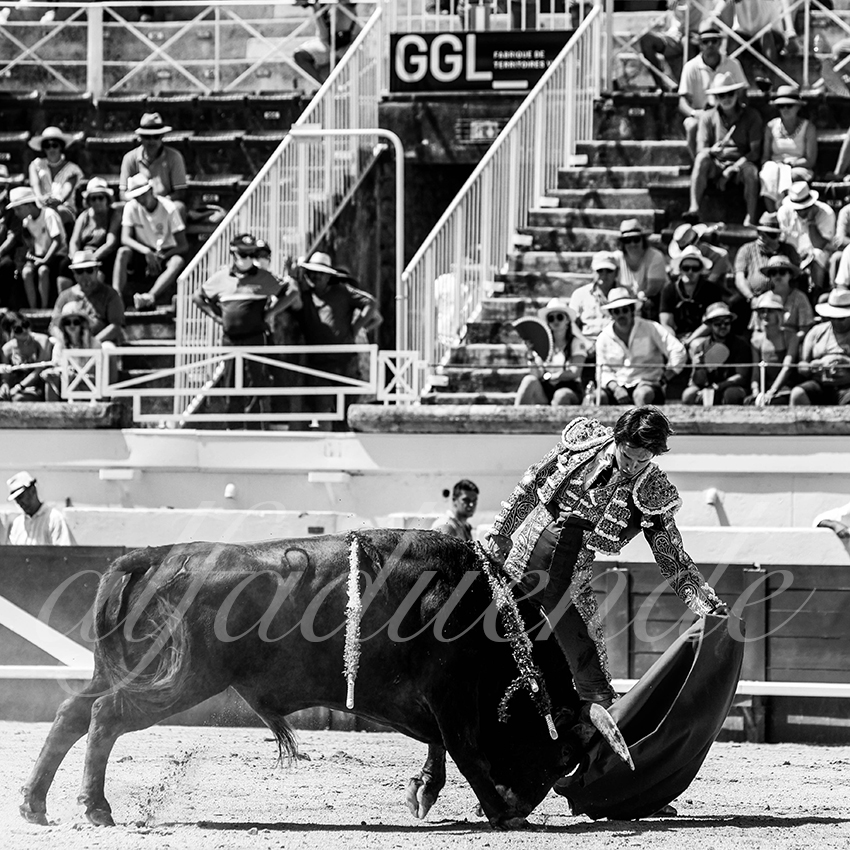 20210814 novillada beziers alfaduende 009 fd