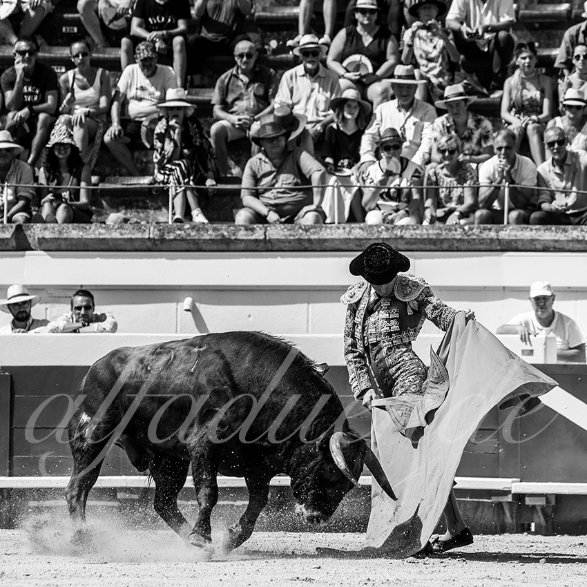 20210814 novillada beziers alfaduende 006 fd