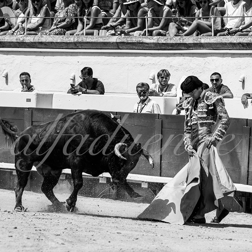 20210814 novillada beziers alfaduende 005 fd