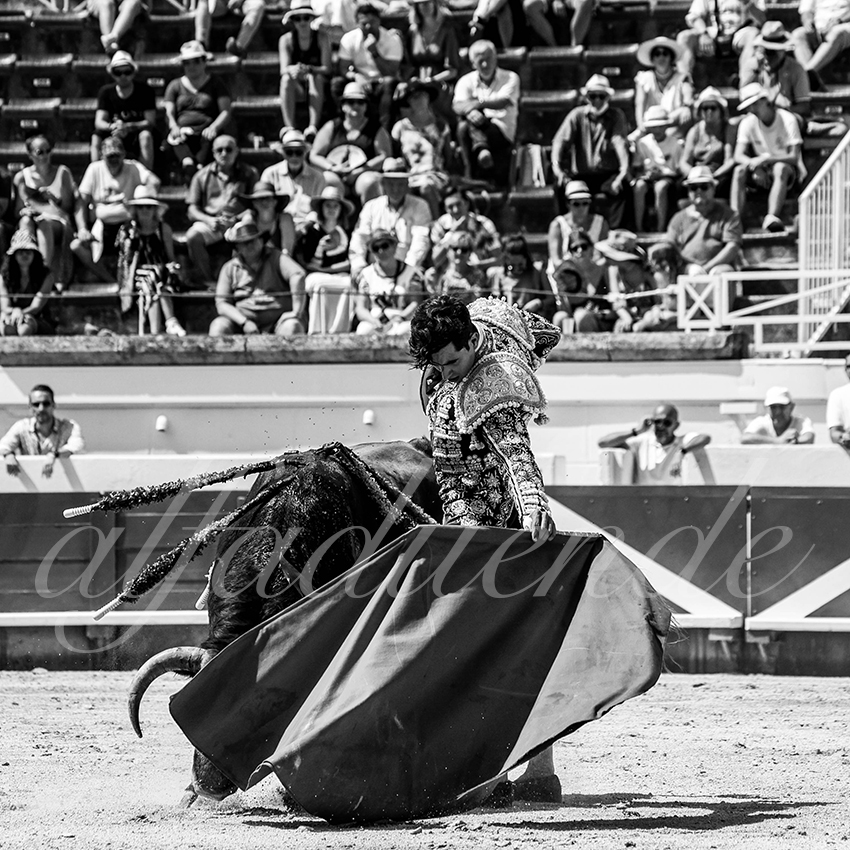 20210814 novillada beziers alfaduende 004 fd