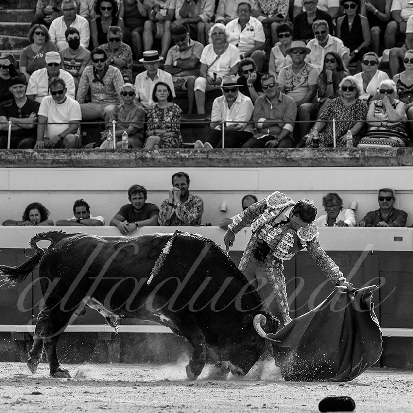 20210815 beziers alfaduende 007 fd