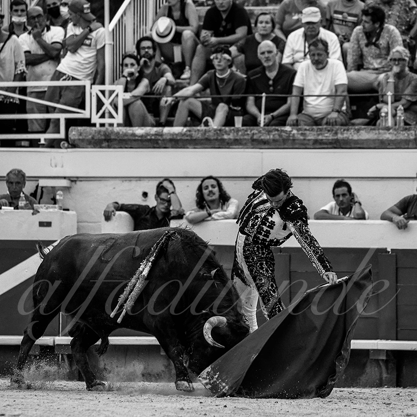 20210815 beziers alfaduende 013 fd