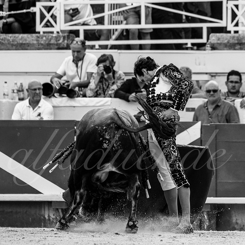 20210815 beziers alfaduende 014 fd