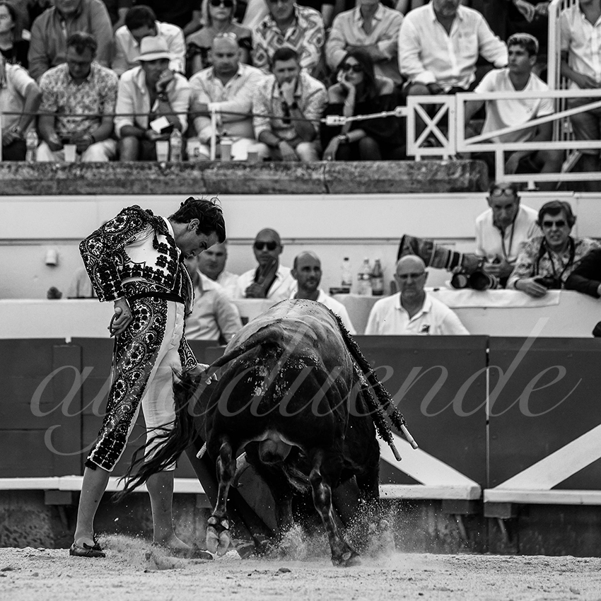 20210815 beziers alfaduende 015 fd