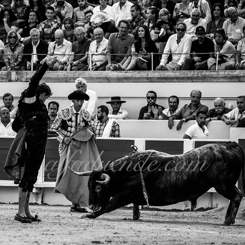 Alfaduende beziers 20190817 07 copie