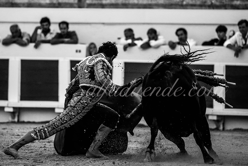 Alfaduende beziers 20190817 13 copie