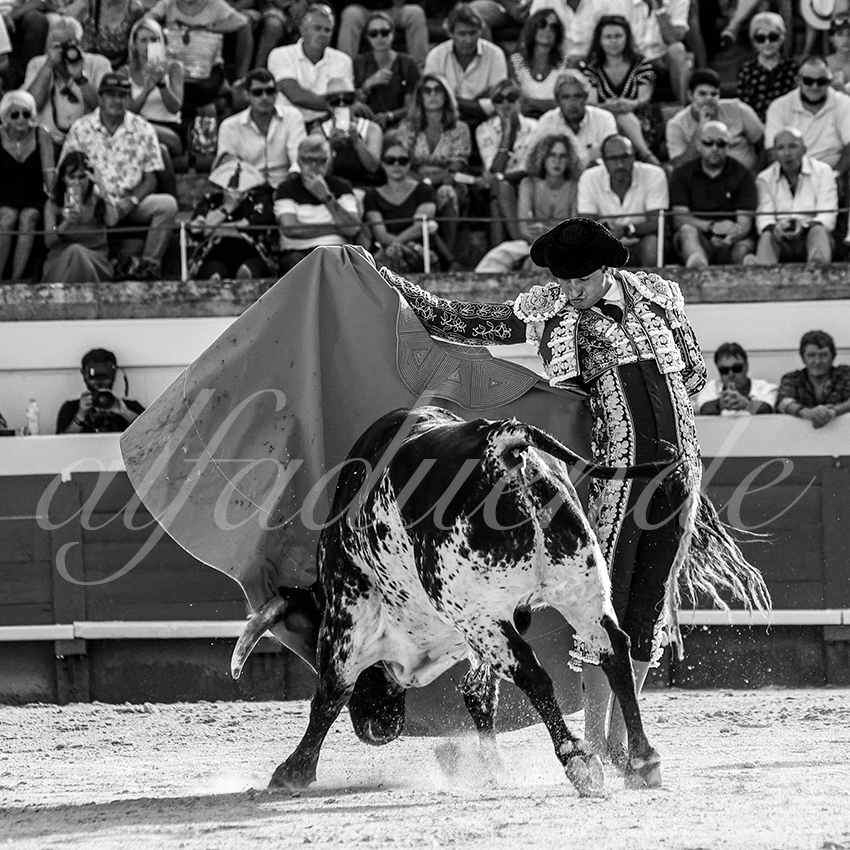 20210812 beziers alfaduende 006 fd