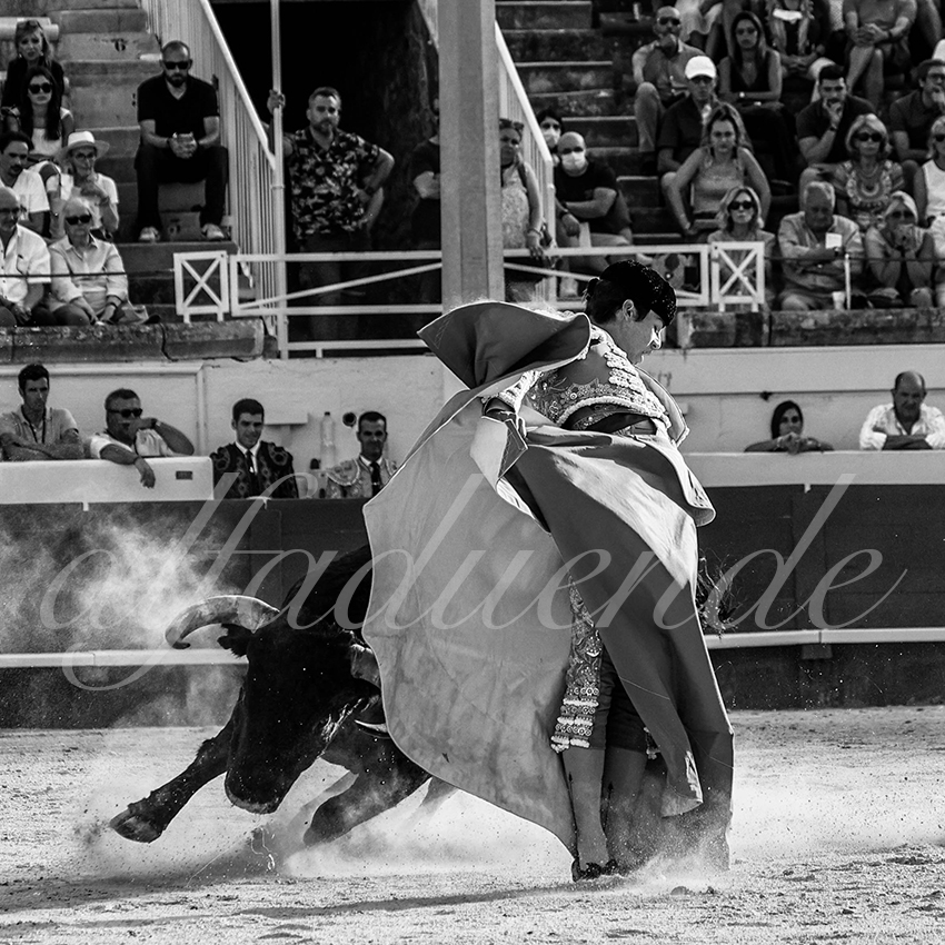 20210812 beziers alfaduende 011 fd