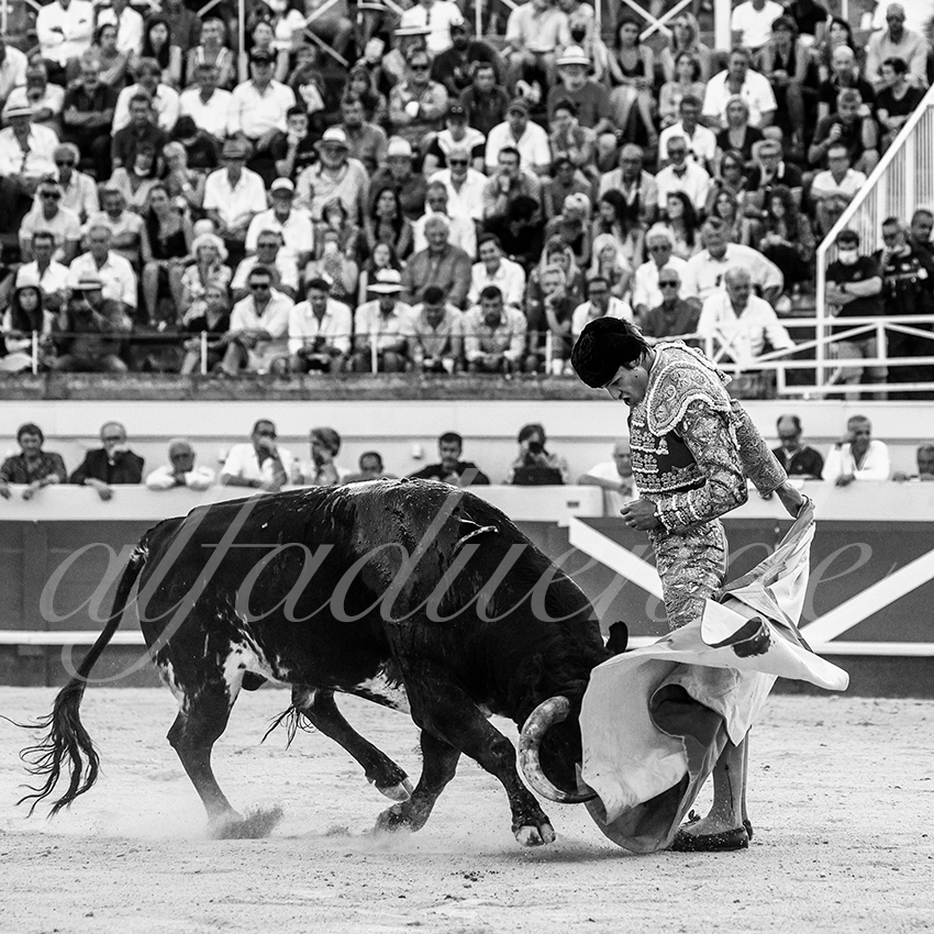 20210812 beziers alfaduende 012 fd